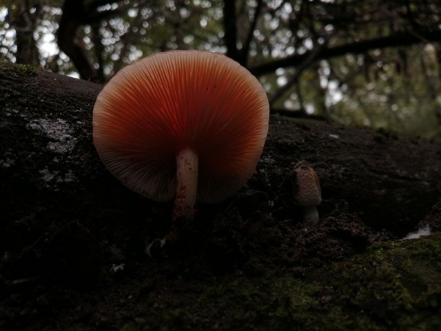 Rhodotus palmatus